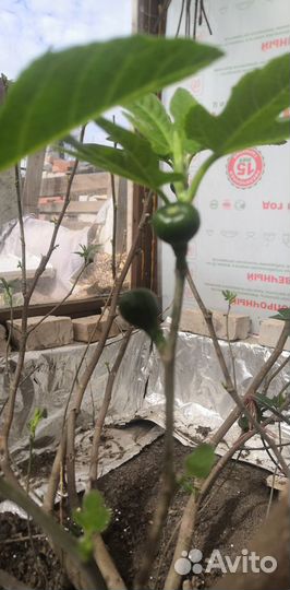 Инжир самоплодный