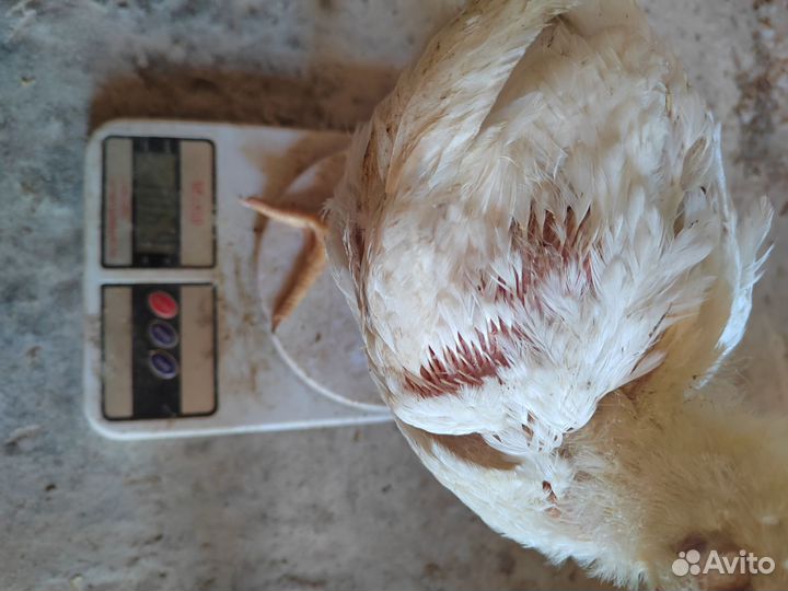 Цыплята бройлера оптом