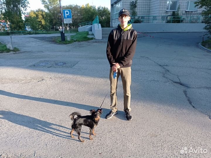 Выгул собак и кошек