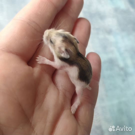 Джунгарский хомяк маленький