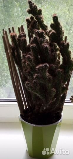 Большой кактус