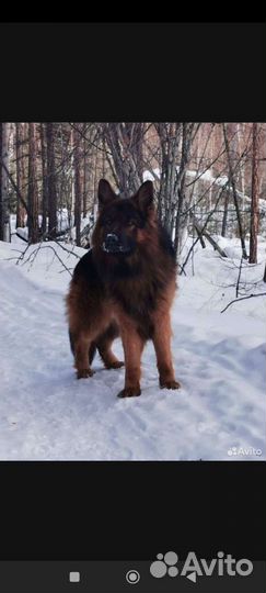 Немецкая овчарка