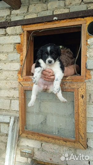 Щенки от спаниеля