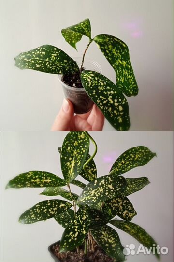 Комнатные растения сортовые