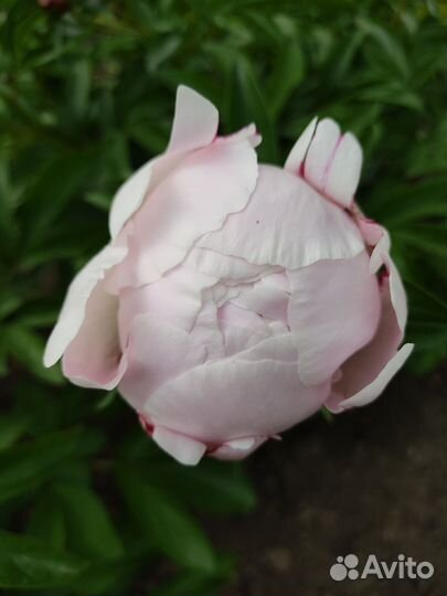 Цветущие пионы