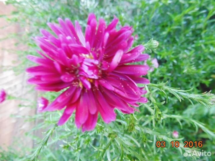 Многолетняя астра