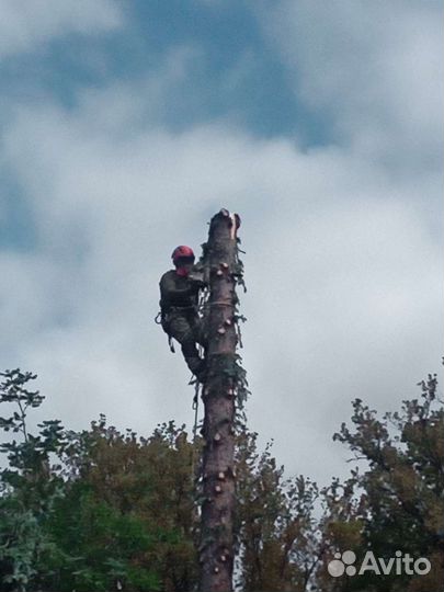 Сил и удаление сложных деревьев