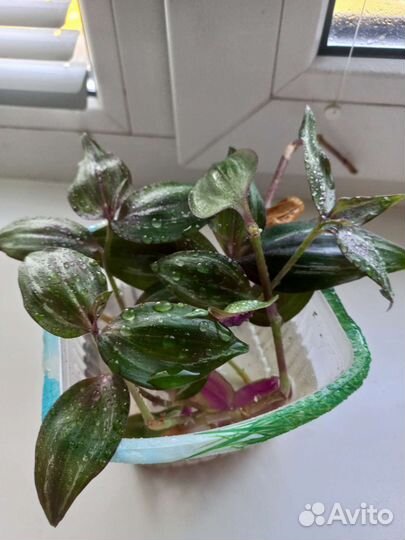 Традесканция