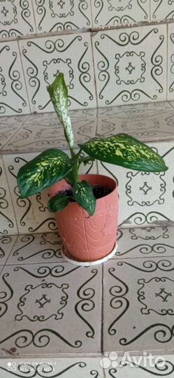 Диффенбахия пятнистая древовидная