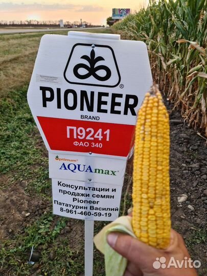 Семена подсолнечника и кукурузы Пионер