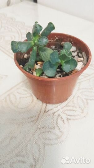 Комнатные растения цветы