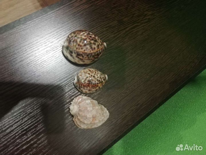 Ракушка декоративная