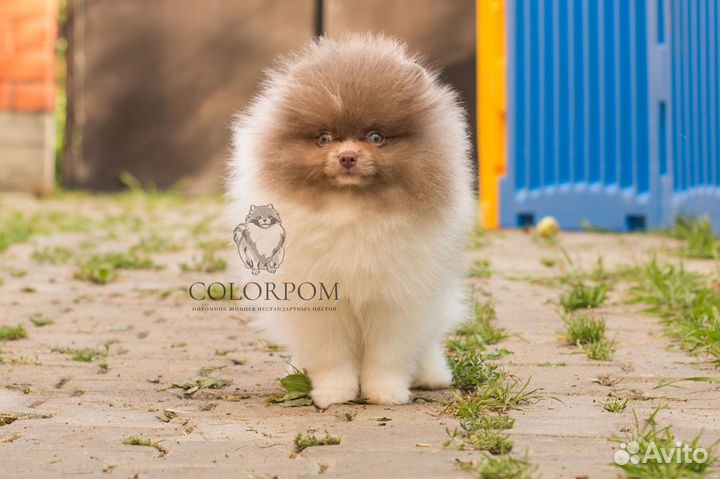 Померанский шпиц