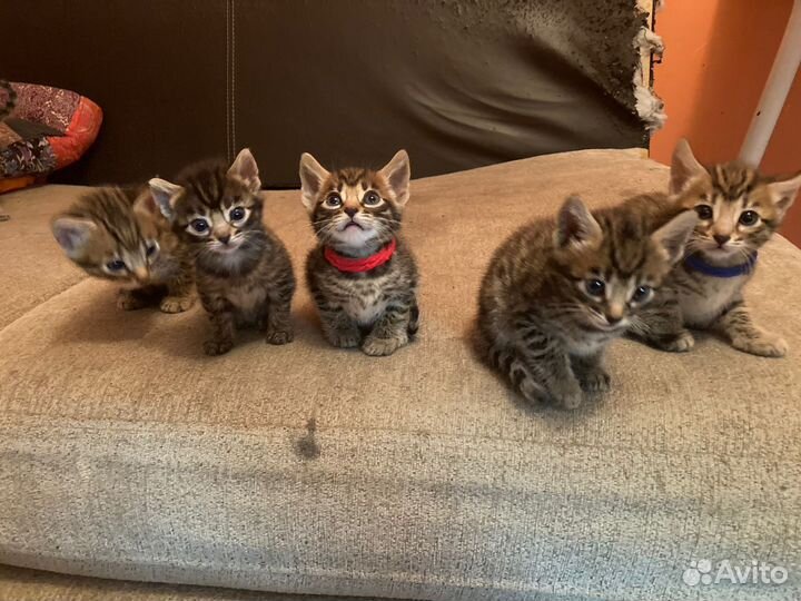 Бенгальская кошка