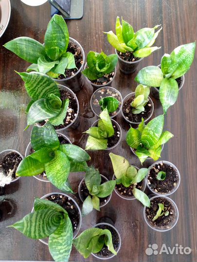 Комнатные цветы растения