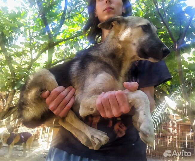 Собачка Эля в добрые руки