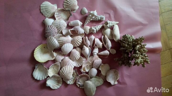 Коралл и ракушки