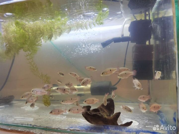 Аквариумные рыбки