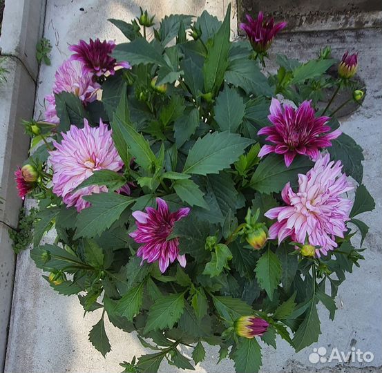 Георгины вегетативные