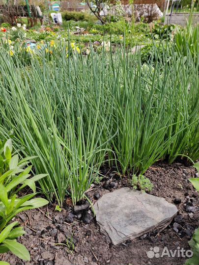 Печеночница и др.растения для сада