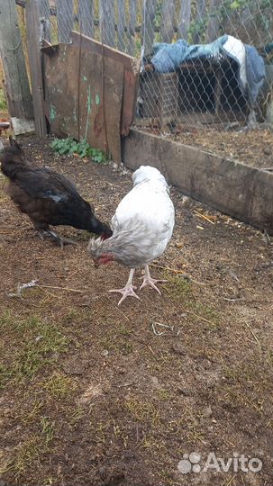 Молодой петушок