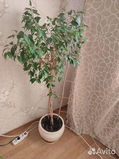 Продам фикус бенджамина