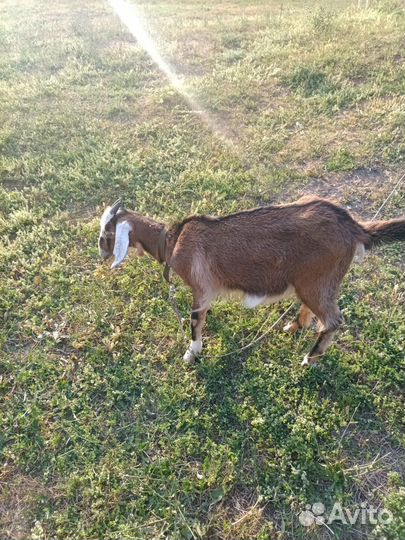 Высокоудойная коза