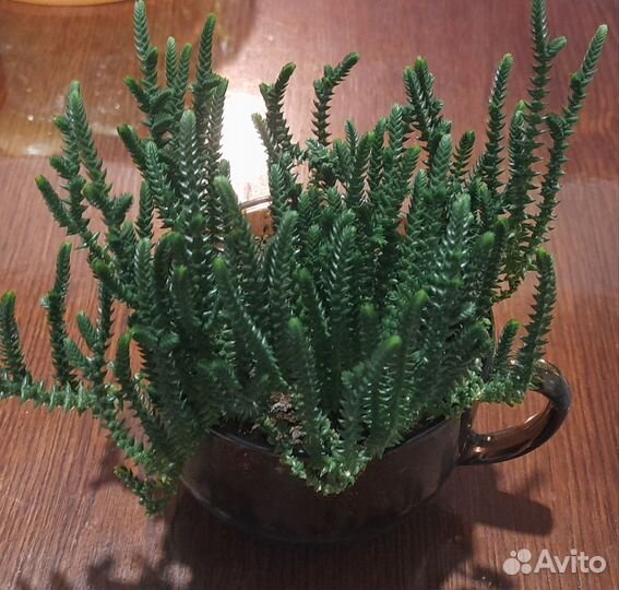 Комнатные цветы суккуленты