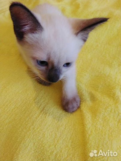 Меконгский бобтейл