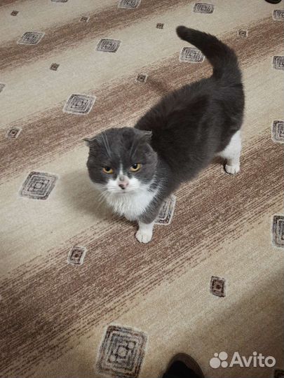 Вислоухий мальчик