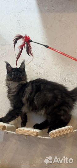 Котенок мейн кун