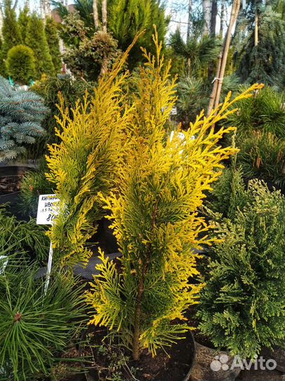 Кипарисовик