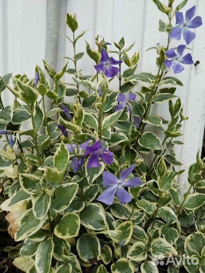 Садовые растения