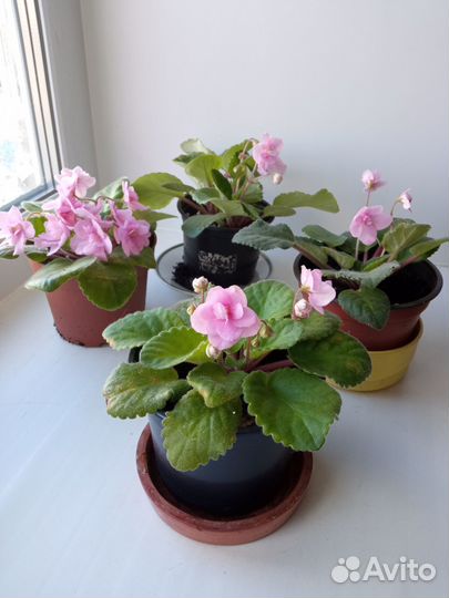 Комнатные растения цветы