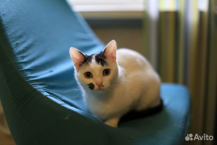 Кошечка 1 год в добрые руки