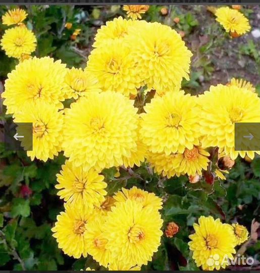 Хризантема корейская Помпон елоу