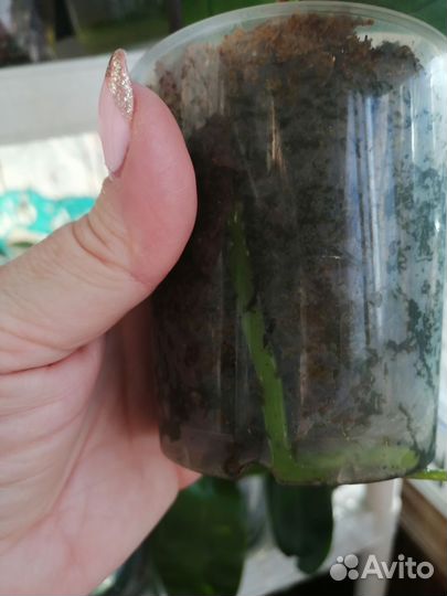 Орхидея фаленопсис