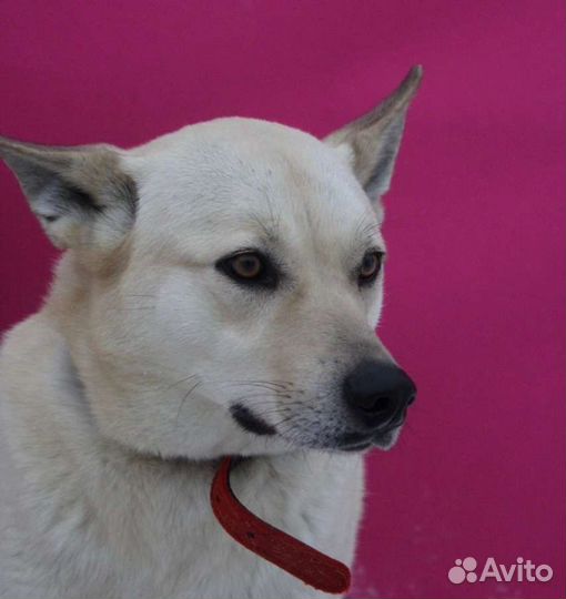 Жду хозяина