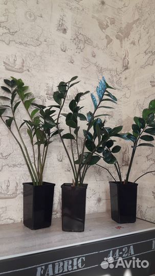 Замиокулькас