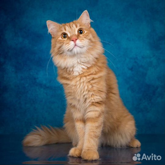 Рыжее солнышко, котик в добрые руки