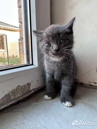 Котята в добрые руки бесплатно