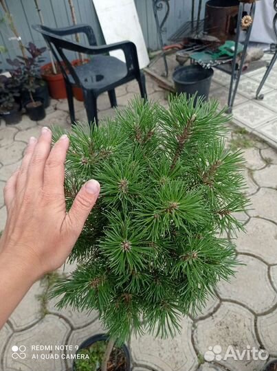 Сосна горная мопс на штамбе