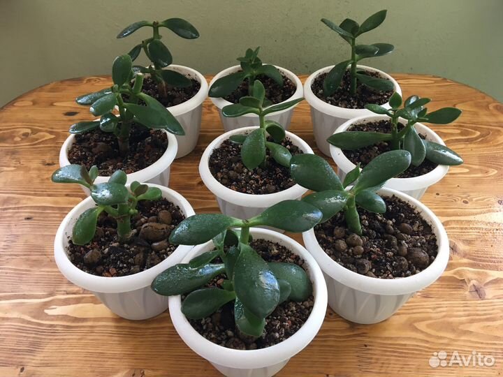 Денежное дерево (толстянка)