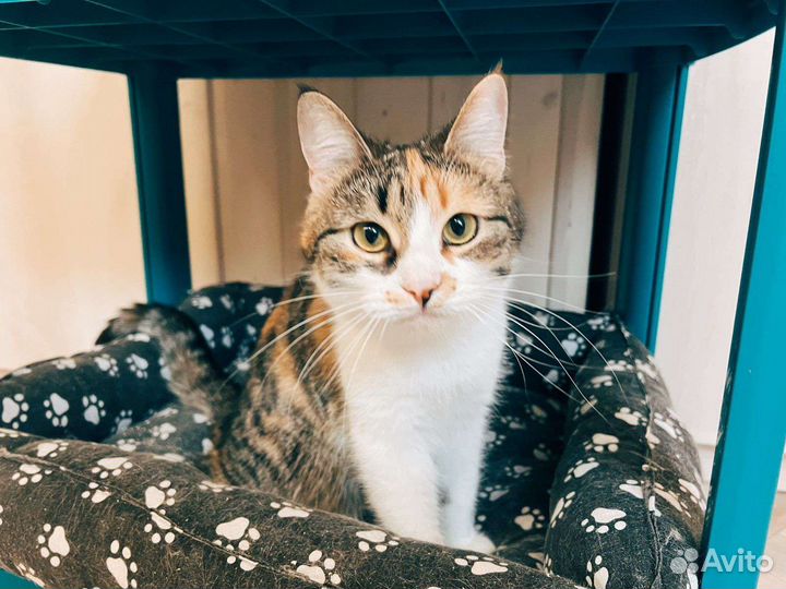 Кошка