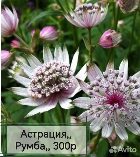 Солидаго сорт, Нана, карлик