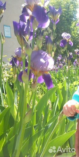 Продаю ирис. Многолетники