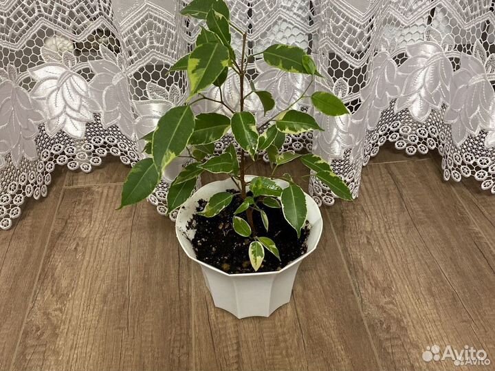 Комнатные цветы