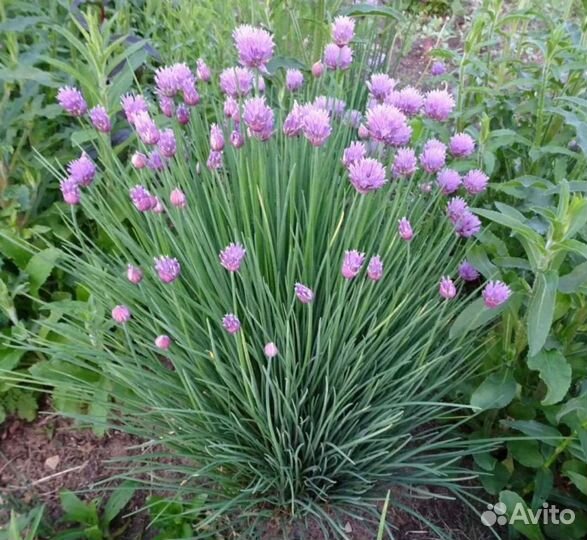 Растения для сада