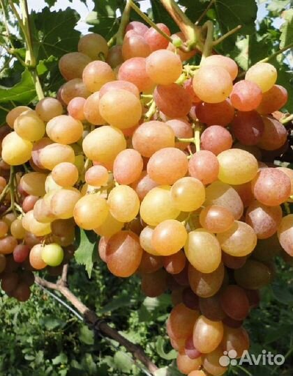 Черенки винограда