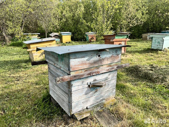 Пчелиные ульи